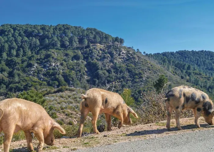 1 Bedroom Cozy In * Zonza